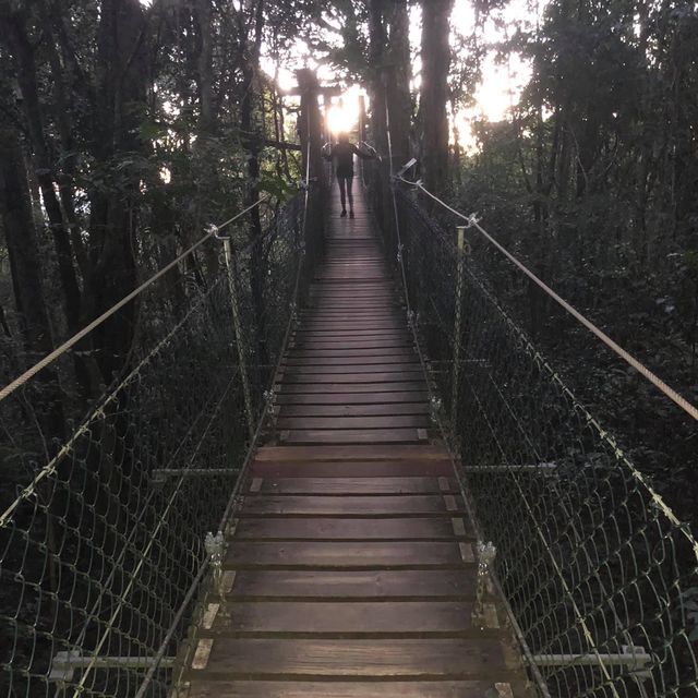 Healthy tour in Lamington National Park 