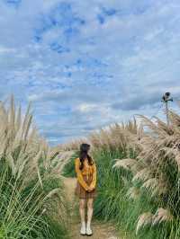 가을 느낌 낭낭한 대저 핑크뮬리&팜파스 군락지🌾