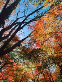 🍁福岡｜Nomiyama Kannonji Temple 呑山観音寺