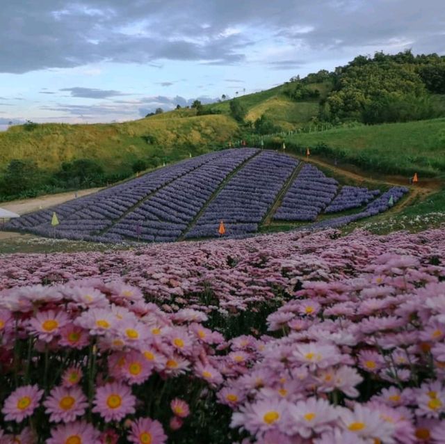 ไฮเดรนเยีย คาเฟ่ เขาค้อ - Hydrangea Cafe 