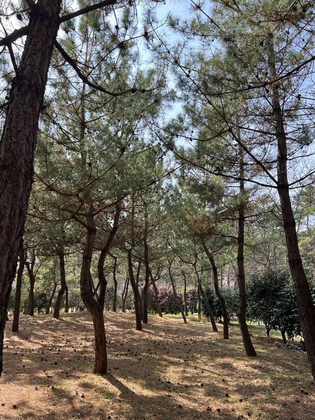 매화마을도 예쁘지만 동백꽃도 너무 예쁜 전남광양🌺