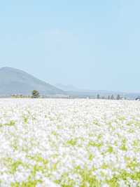 🌸꽃의 성지가 될 제주 여행지 [보롬왓]🌿