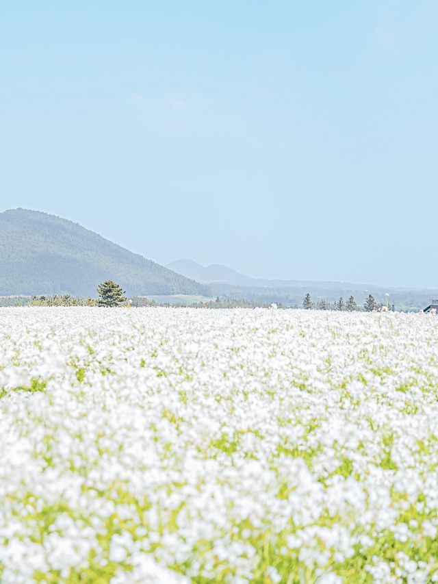 🌸꽃의 성지가 될 제주 여행지 [보롬왓]🌿