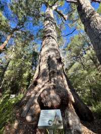Valley of the Giants 🇦🇺🌏 TingleTrees400yrs