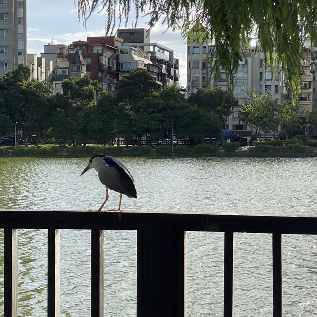 ✨大湖公園✨