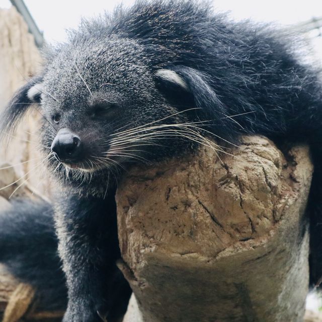 大人小孩都喜歡的神戶動物王國