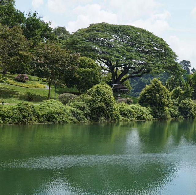 🌿🇸🇬 新加坡之綠 | 麥裏芝自然小徑 🚶‍