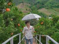 สวนดอกไม้ ป้างฮวา&สวนส้ม