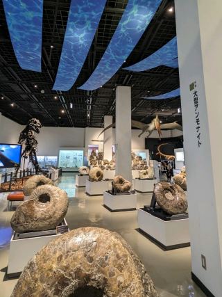 【北海道三笠】アンモナイトが沢山いる博物館