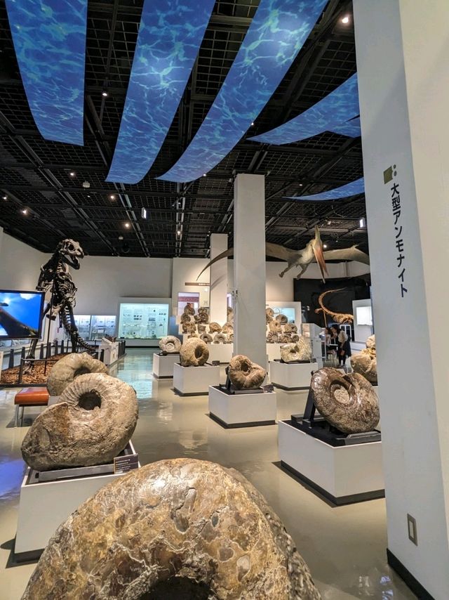 【北海道三笠】アンモナイトが沢山いる博物館