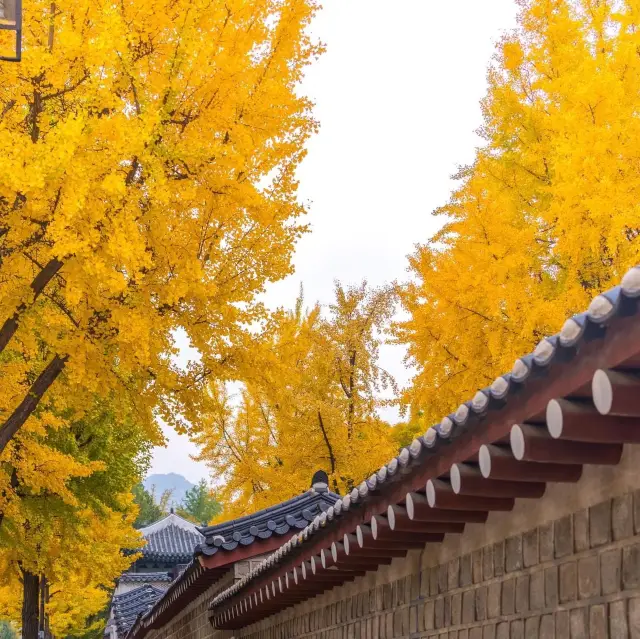 Beautiful Autumn View of Gyeongbokgung 