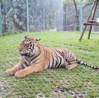 Heart racing experience at tiger kingdom