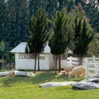 Bucolic ฟาร์มคาเฟ่เขาใหญ่