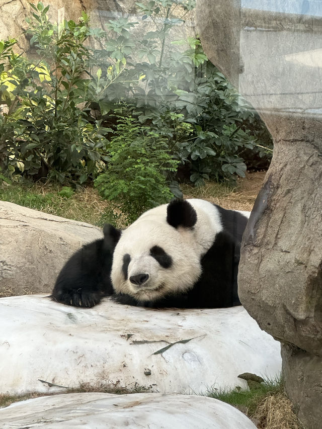 在香港海洋公園與小王子慶祝聖誕🎄🌹