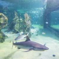 Captivating Aquatic at SEA LIFE Sydney