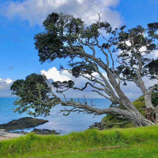 Coopers Beach: Tranquil Sands Beckon