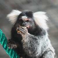 【東京】上野動物園：可愛動物