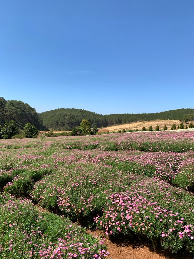 아직 알려지지 않은 베트남 달랏 현지 핫플 더 플로리스트 호아 트롱 렁 🌸