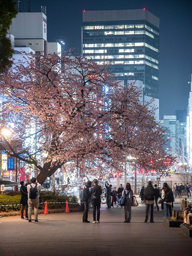 【ソメイヨシノよりひと足先に！🌸】仕事終わりに都内で見れる河津桜スポット紹介！☺️ 