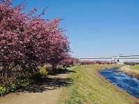 Sakura Along the river
