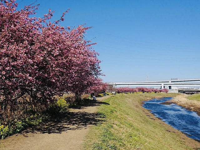 Sakura Along the river