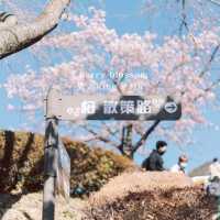 【神奈川】富士見百景にも選ばれた絶景！「松田山ハーブガーデン」🌸