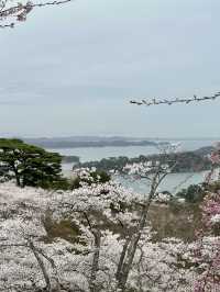 ชมซากุระ-ต้นสน เก่าแก่บนเขาวิวอ่าว Matsushima 