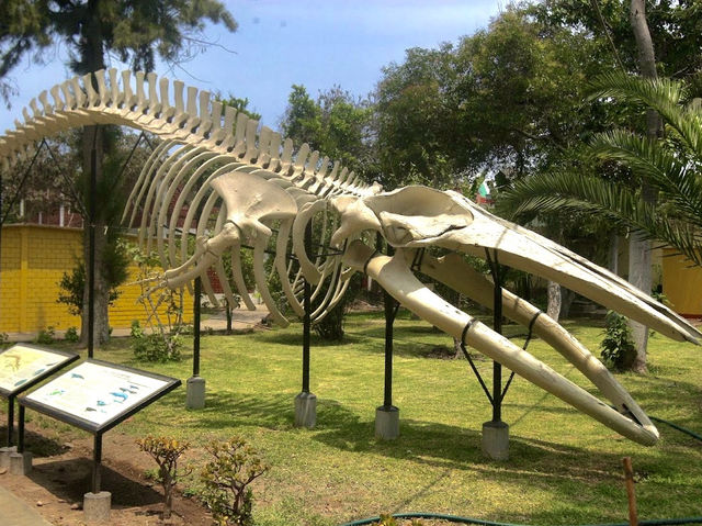 The American Museum of Natural History