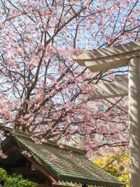 蔵前神社のミモザ×河津桜のリアルレポ
