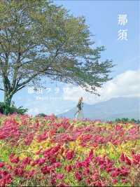 那須のオススメお花畑