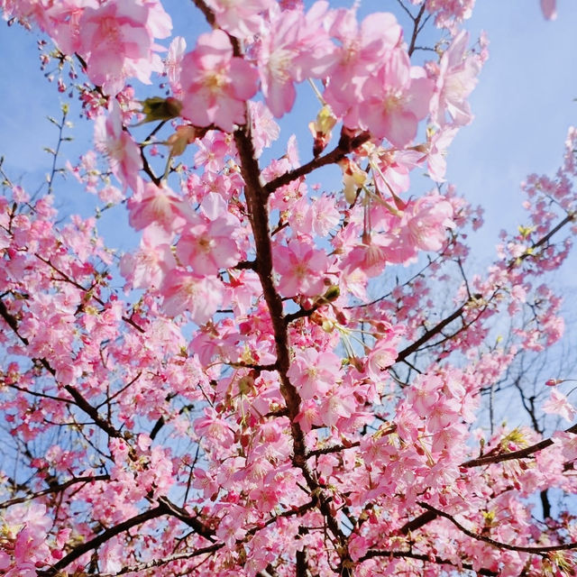 Charm of Japanese springtime, Sumiyoshi Park🌸