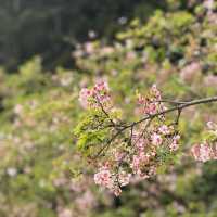 SAKURA.......CHIANGKAI-SHEK TAIPE 🌸