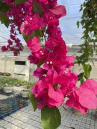淡路島！彩り美しい花を一年中観賞できる大温室と農園