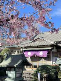 【密蔵院/埼玉県】満開の桜を早めに見られる「安行桜」