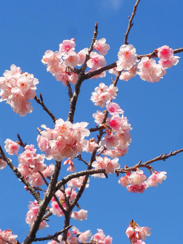 【日本一】沖縄で日本一早い桜を🌸