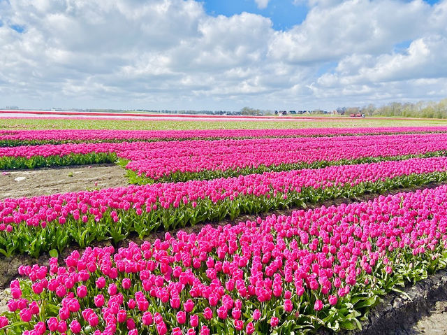 Tulip Tours Holland