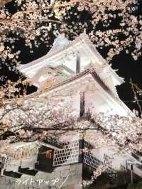桜🌸×お城🏯×庭園🍃見逃したくない！金沢のお花見🌸 