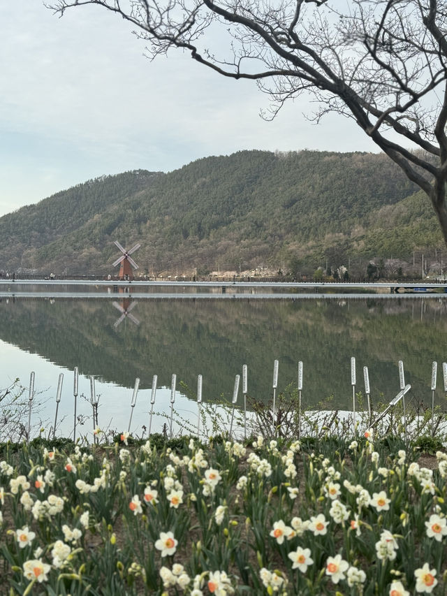 튤립과 벚꽃을 함께 볼 수 있는 대구 송해공원 