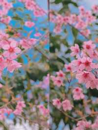 เชียงใหม่ก็มีดอกซากุระ 🌸