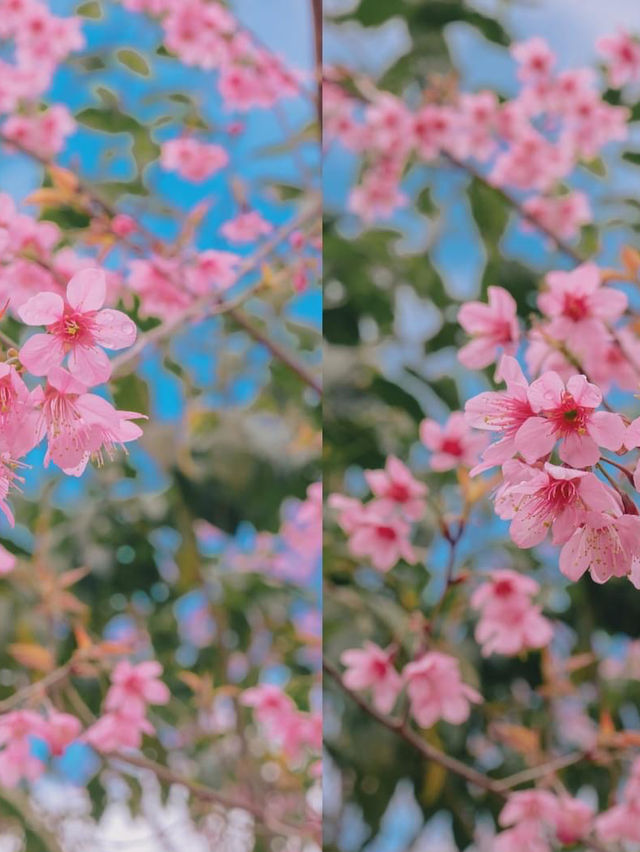 เชียงใหม่ก็มีดอกซากุระ 🌸