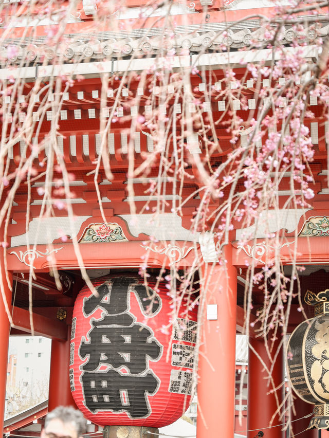東京｜淺草寺櫻花美景 春日遊賞不可錯過🌸