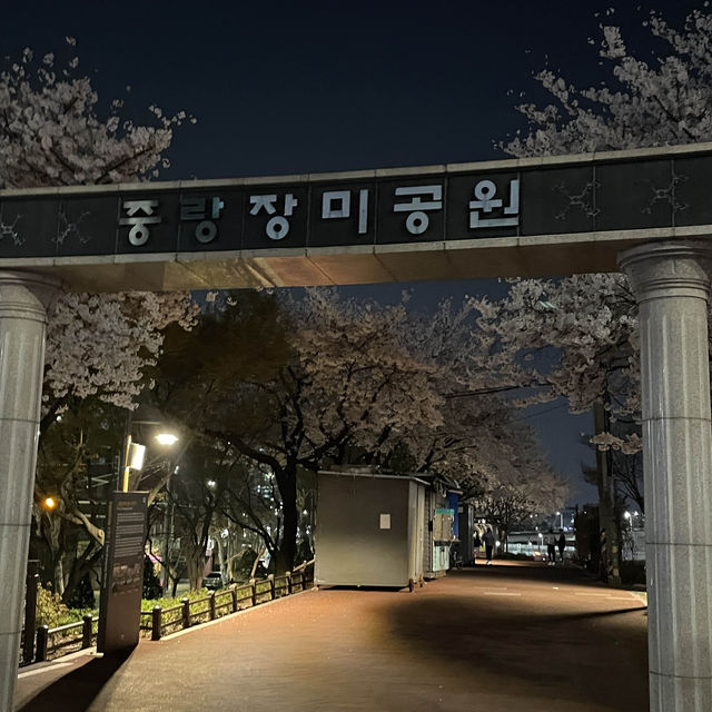 한산한 벚꽃 구경 스팟 추천 중랑장미공원💕