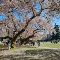 Cherry Blossoms in Seattle