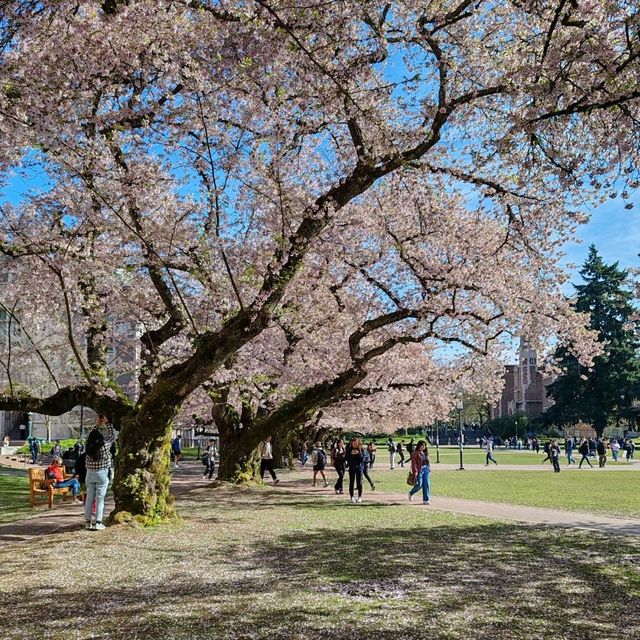 Cherry Blossoms in Seattle