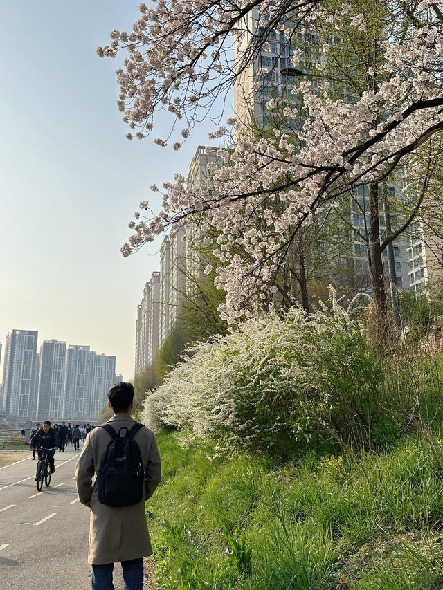 사람 적고👍 벚꽃 많은🌸 안양천