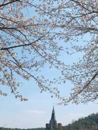 청주 사람들도 잘 모르는 숨은 벚꽃길과 카페 추천🌸💖