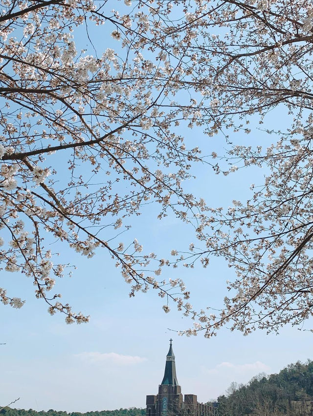 청주 사람들도 잘 모르는 숨은 벚꽃길과 카페 추천🌸💖