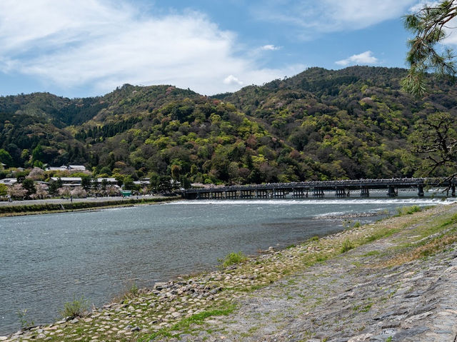 🌸京都嵐山渡月橋：櫻花盛開，春日京都的象徵