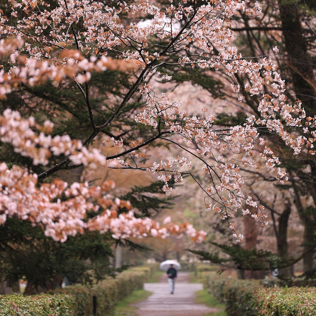 🌸【京都御苑】春日賞花，感受古城氣息🌸