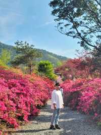 4월 전남에서 가장 핫한 봄여행코스🌸